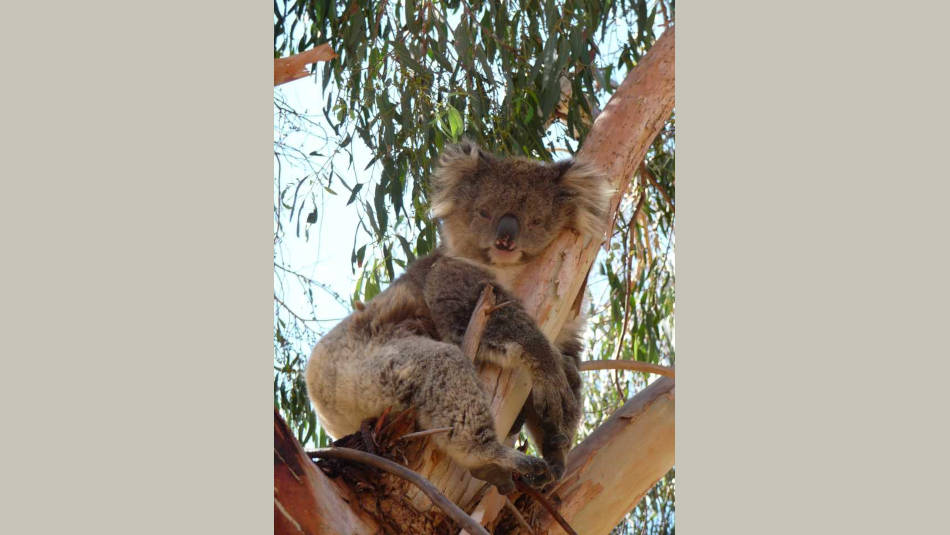 Brisbane Ranges koala in tree