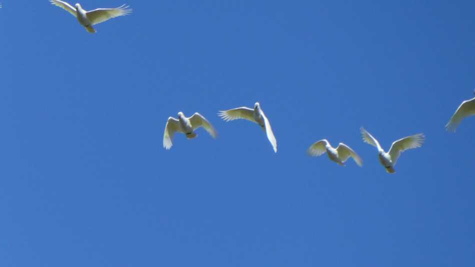 Sulphur Crested Cockatoos