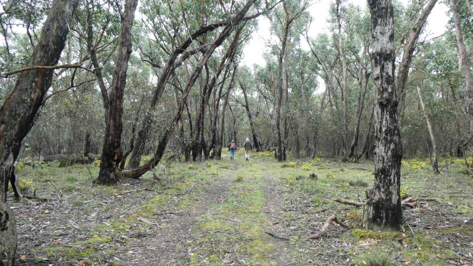 Walking track Steiglitz