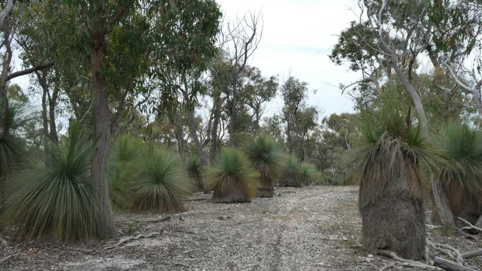 Grass trees