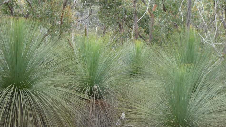 Grass trees
