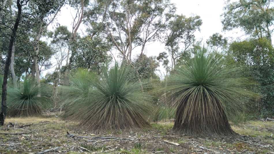 Grass trees