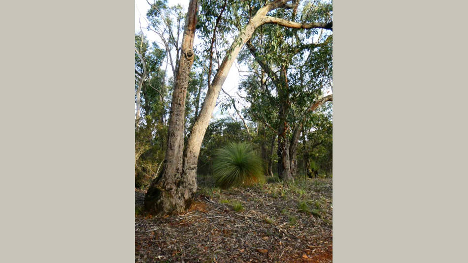 Grass Tree and eucalyptus trees