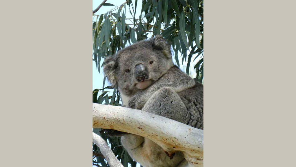 Koala in tree