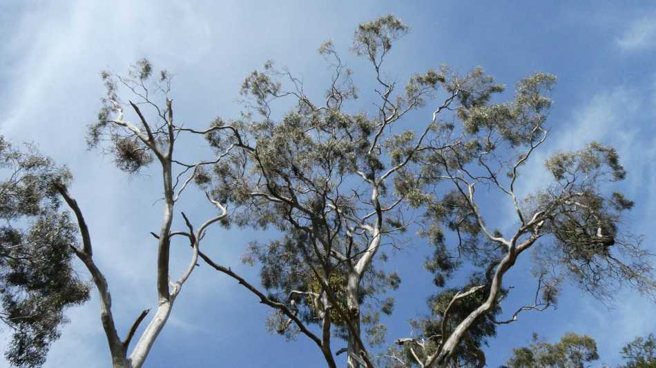 Eucalyptus trees