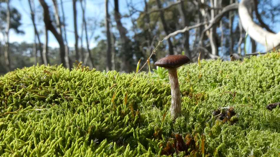 Moss and mushroom
