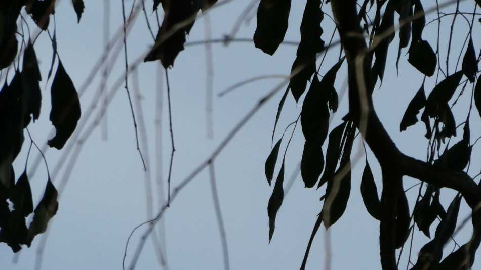 Eucalyptus leaves