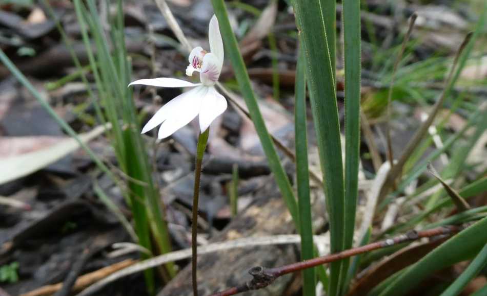 Caladenia orchid