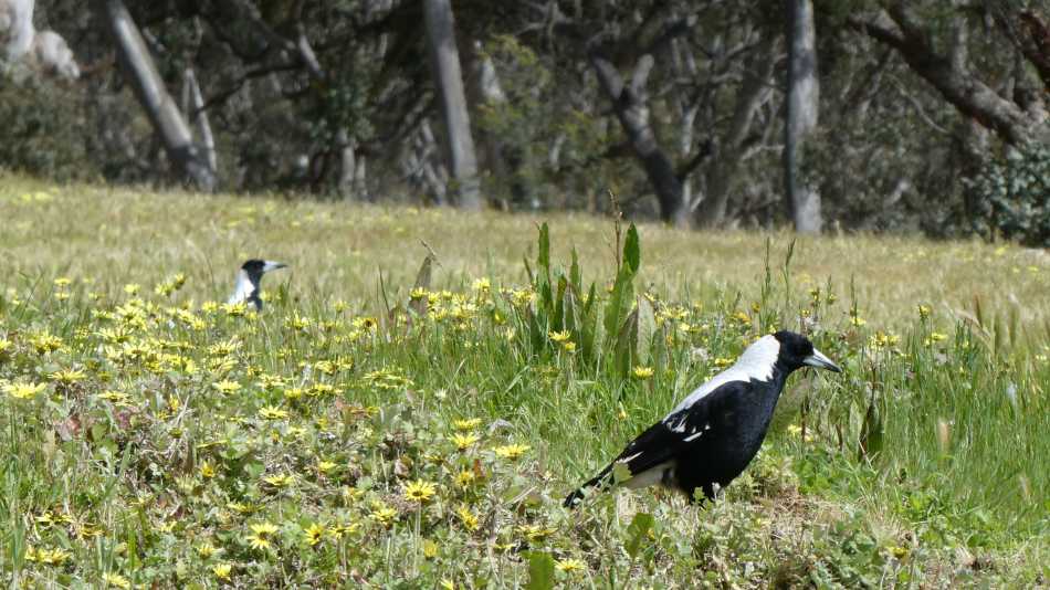 Magpies in grass