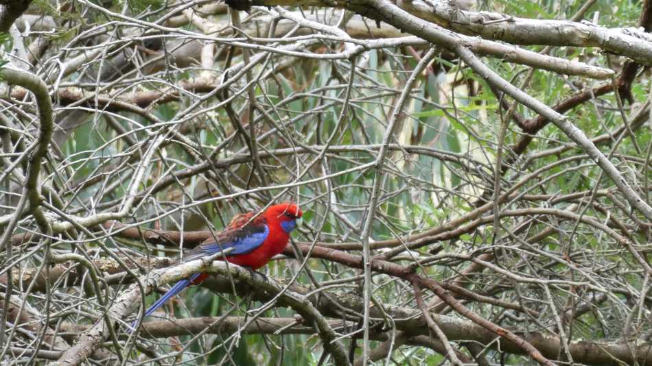 Chrimson Rosella in dense branches