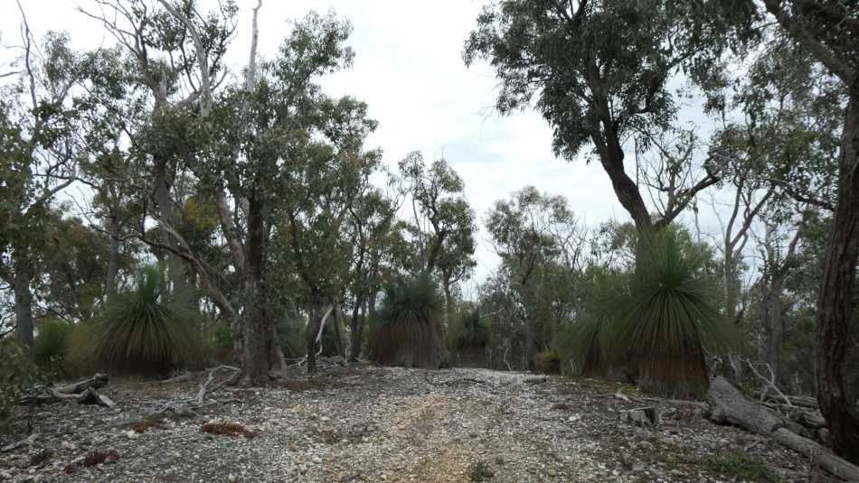 Bushland with Grass Trees