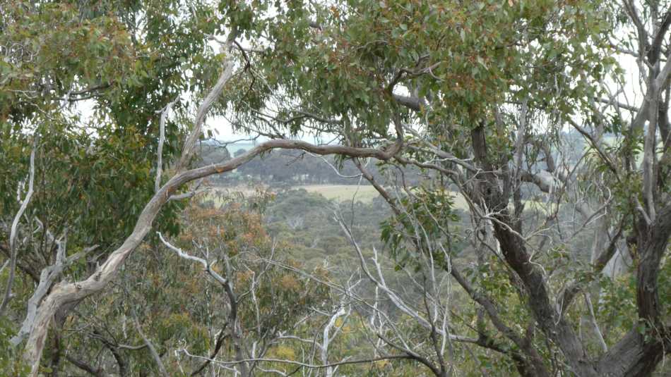 Treetop view of bushland
