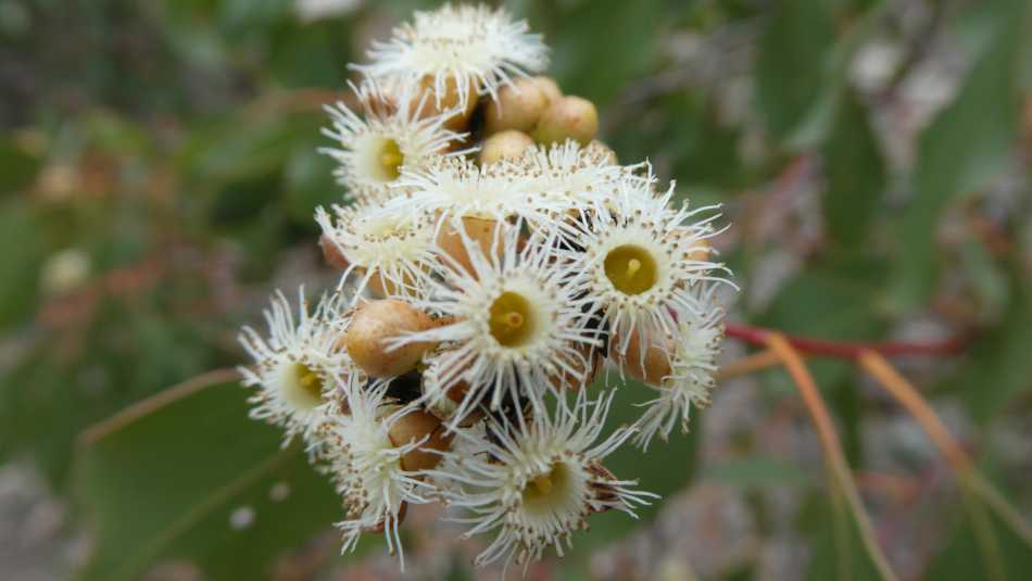 Eucalyptus flowers