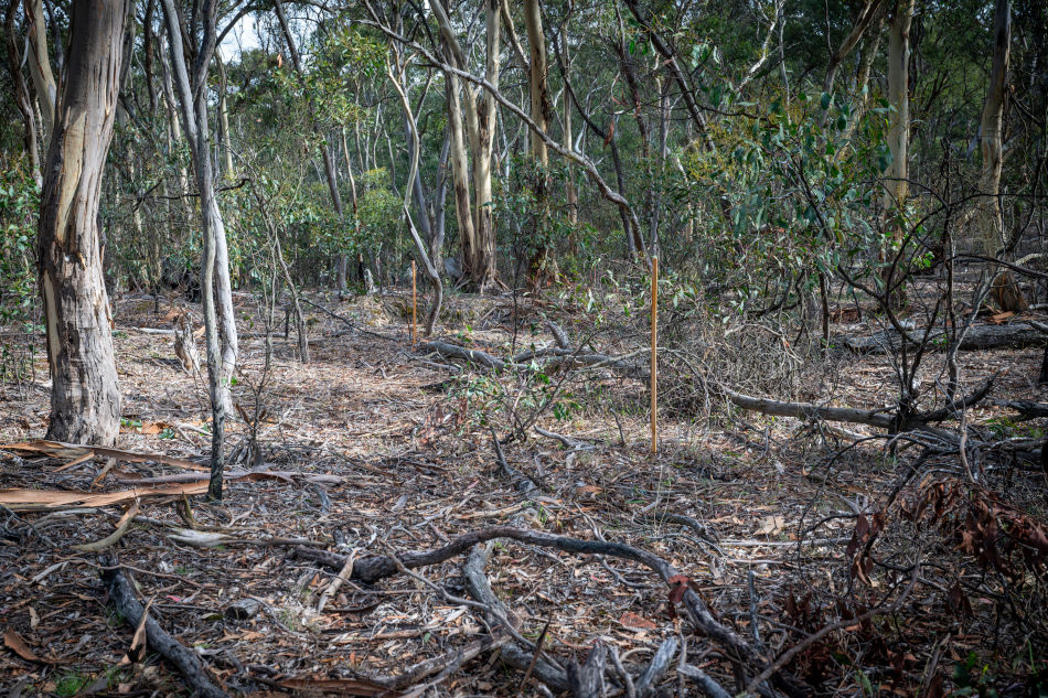 Drill Site SSD28, Mulrooneys walking track