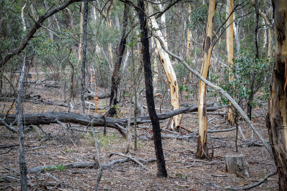 Drill Site SSD27, from Mulrooneys walking track